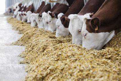 Запрет на вывоз скота и овощей введен в РК