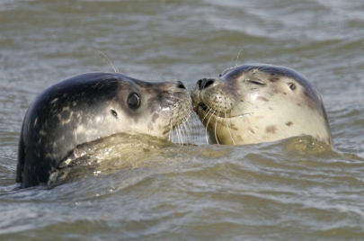 1700 мертвых тюленей найдены на берегу Каспия в Дагестане