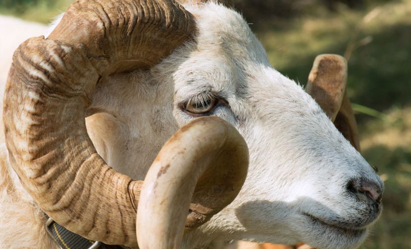 Овен және Таразы секс Овен және Таразы секс