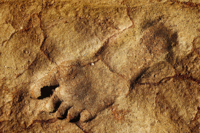 Древнейшие следы человека найдены в Африке
