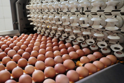 В завышении цен на яйца подозревается костанайская птицефабрика