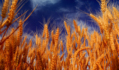 До исторического максимума подорожала пшеница в Европе