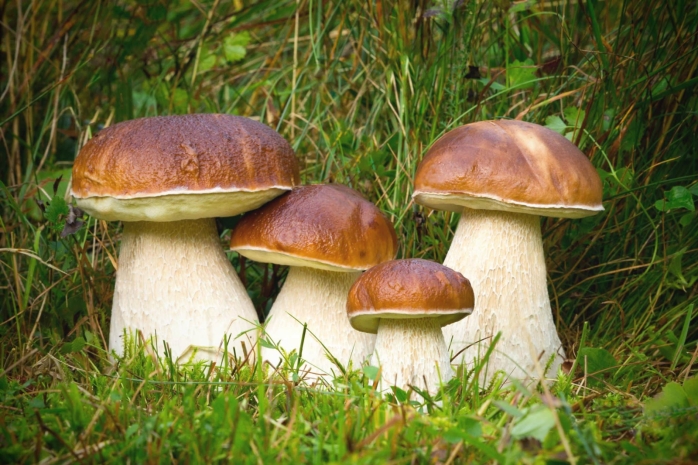 Названы пять полезных свойств грибов