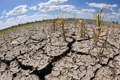 В пяти областях Казахстана прогнозируют засуху